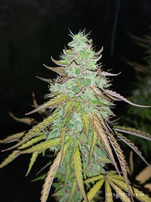 incredibile Hulk. Week 11