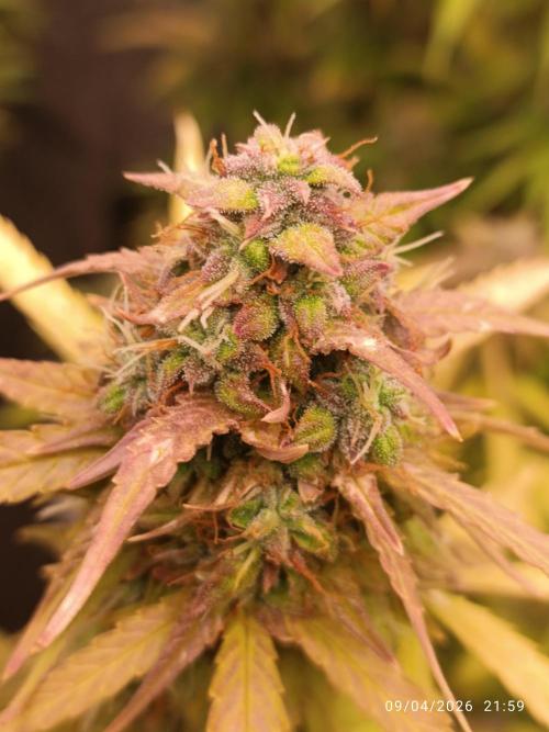 incredibile Hulk. Week 11