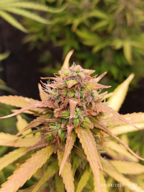 incredibile Hulk. Week 11