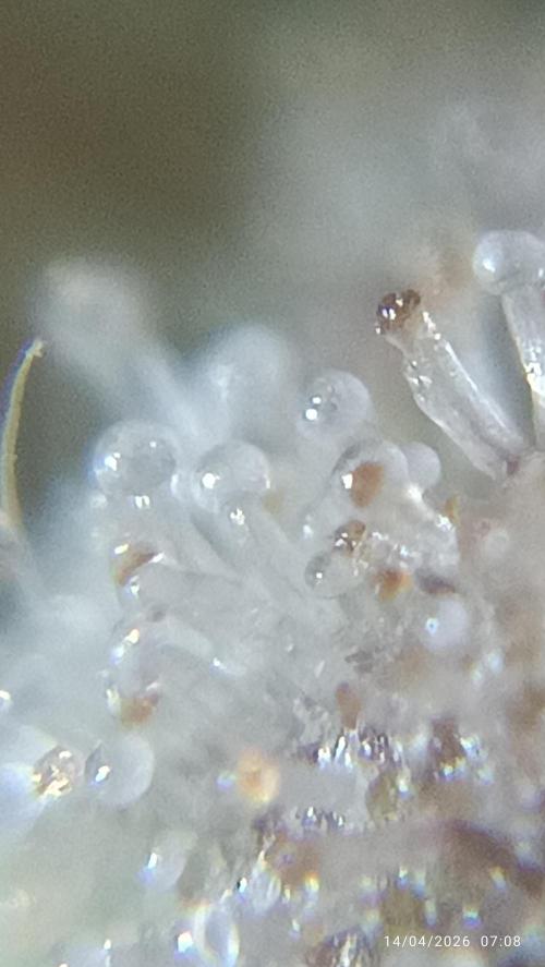 Grape Ape auto. Week 11