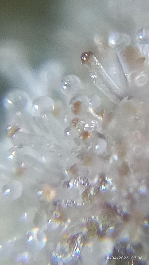 Grape Ape auto. Week 11