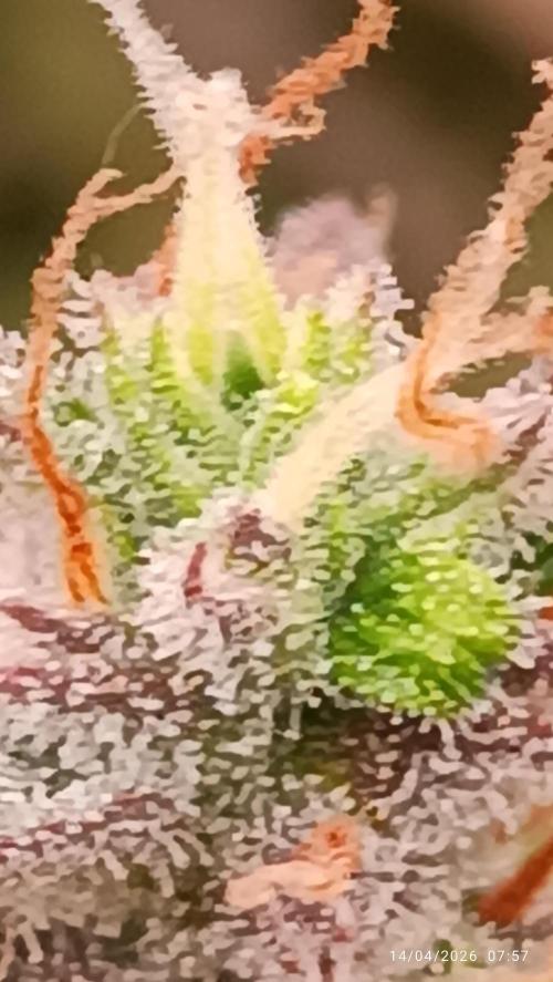 Creamzilla auto. Week 11