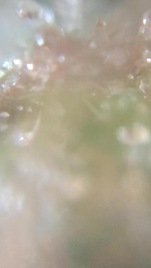Creamzilla auto