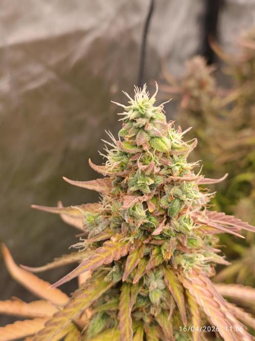 incredibile Hulk. Week 12