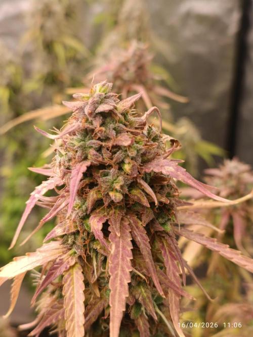 incredibile Hulk. Week 12