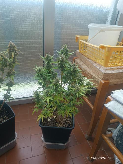 incredibile Hulk. Week 12