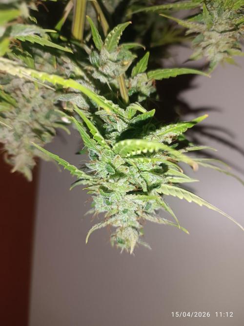 incredibile Hulk. Week 12