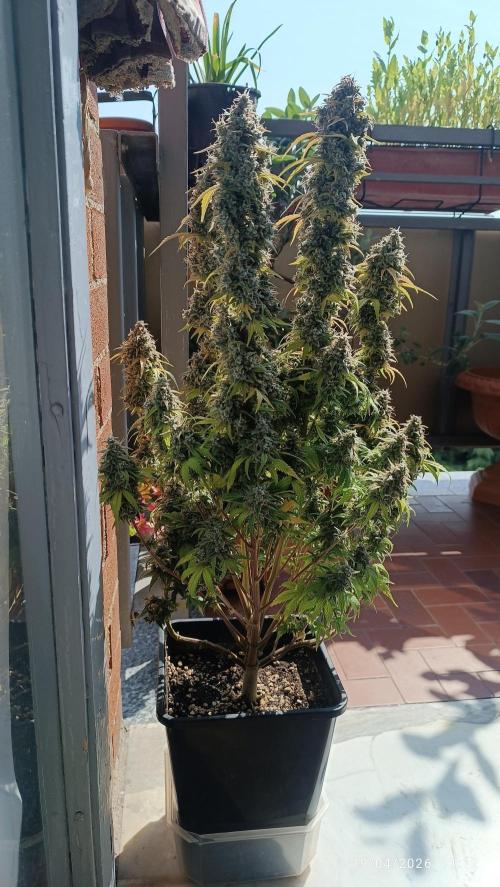 Grape Ape auto. Week 12