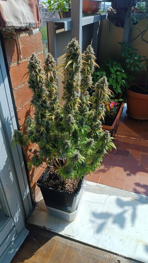 Grape Ape auto. Week 12