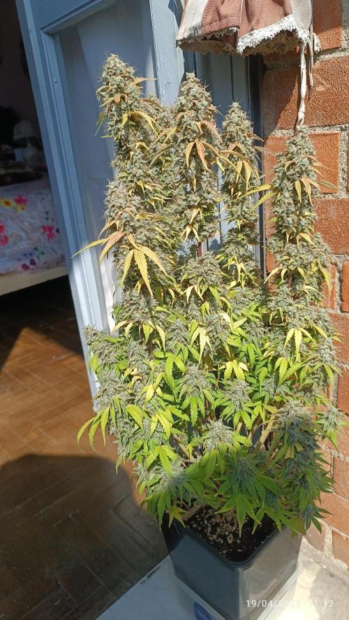 Grape Ape auto. Week 12