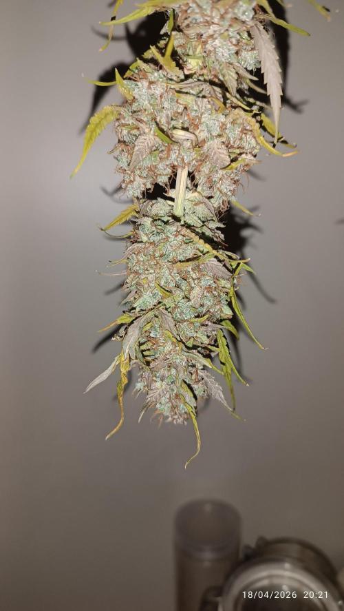 Grape Ape auto. Week 12