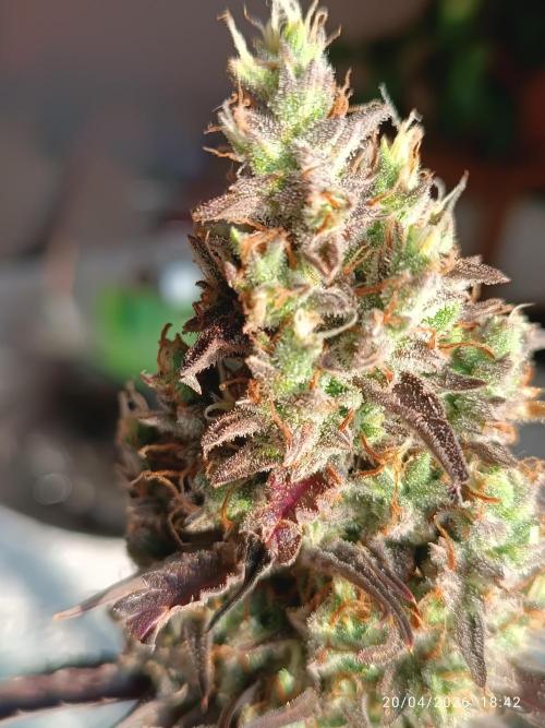 Creamzilla auto. Week 12