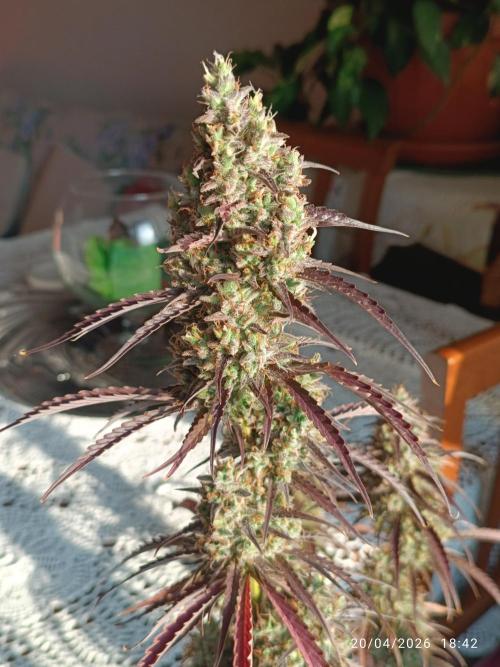 Creamzilla auto. Week 12