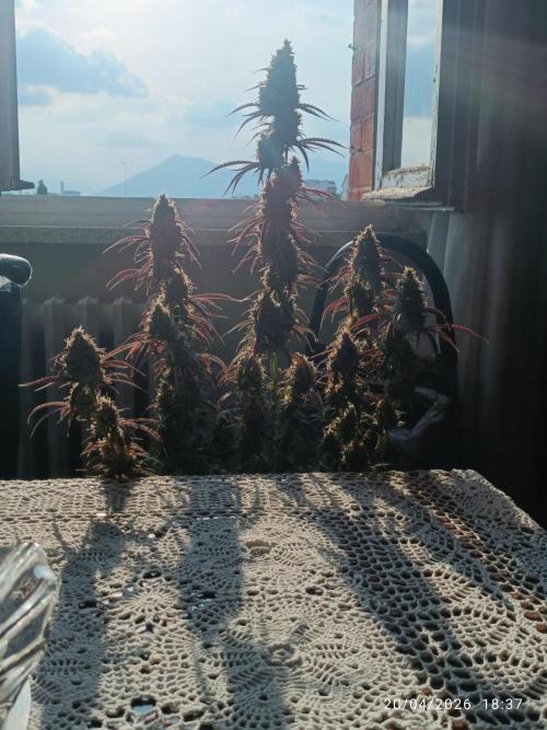 Creamzilla auto. Week 12
