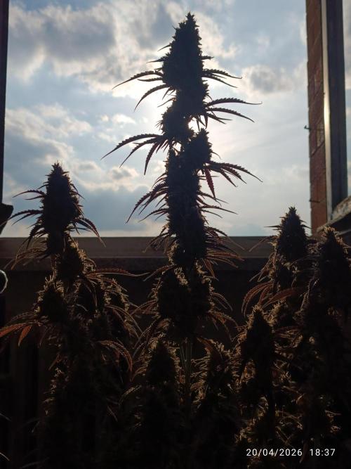 Creamzilla auto. Week 12