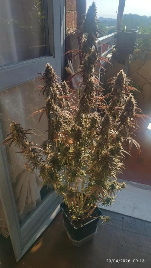 Creamzilla auto. Week 12