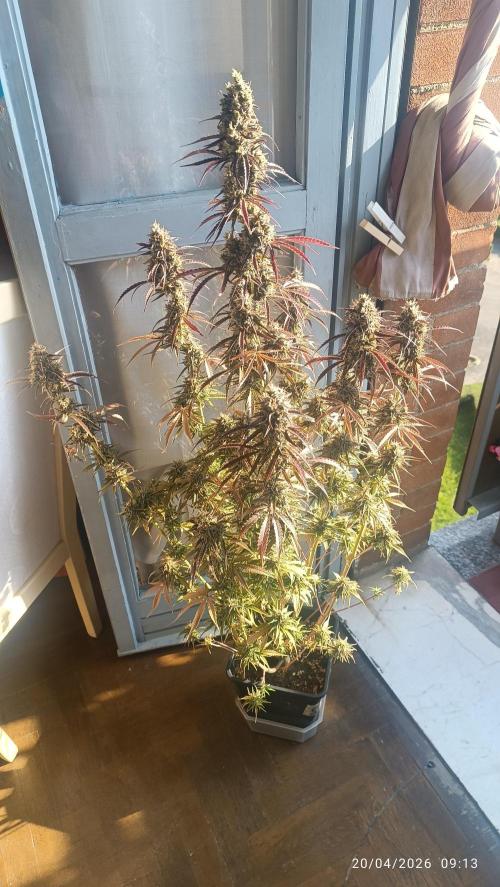 Creamzilla auto. Week 12