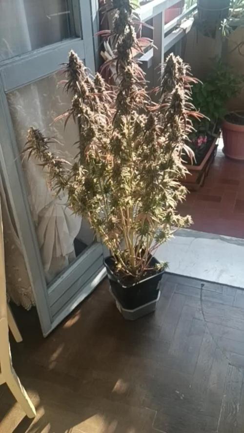 Creamzilla auto