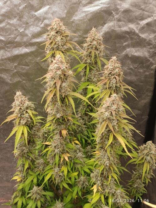 Grape Ape auto. Week 11