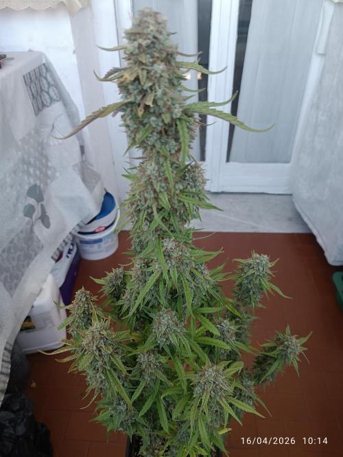 Grape Ape auto. Week 11