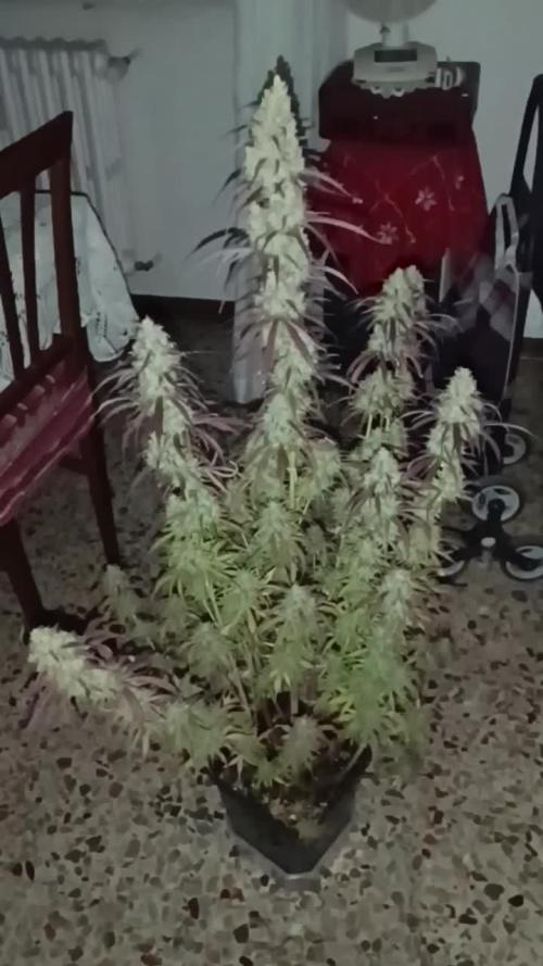 Creamzilla auto