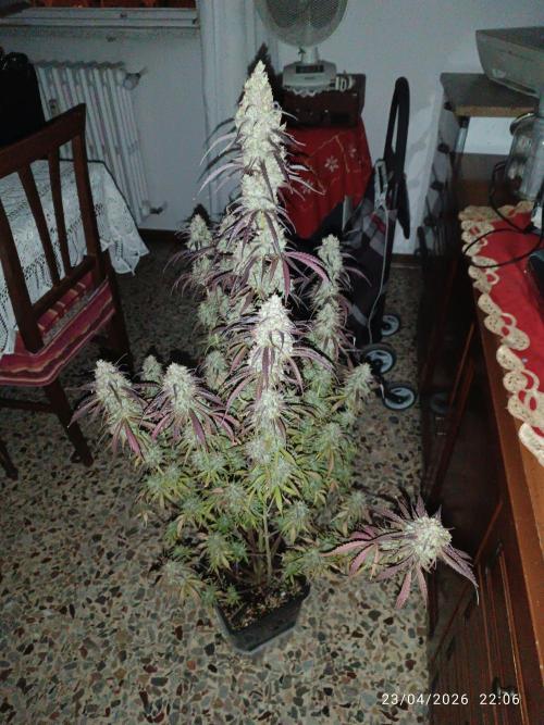 Creamzilla auto. Week 12