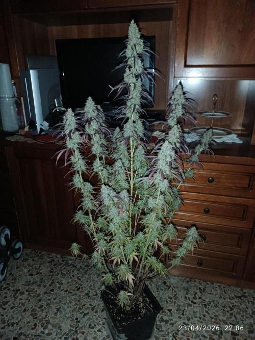 Creamzilla auto. Week 12