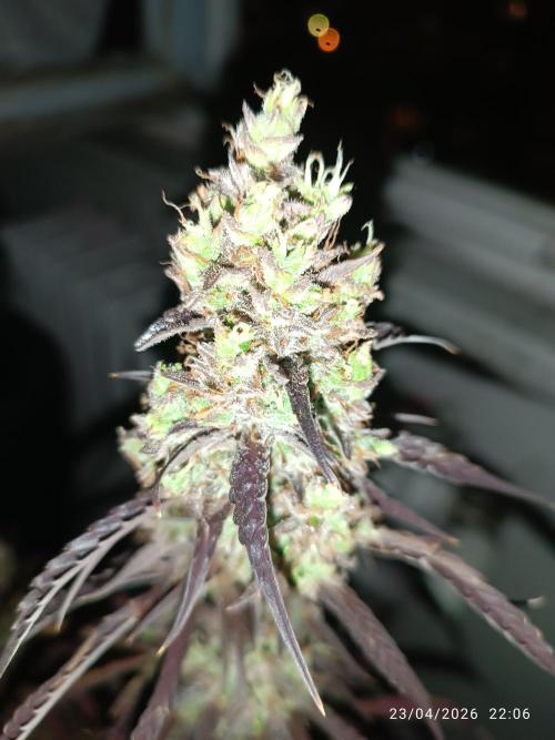 Creamzilla auto. Week 12