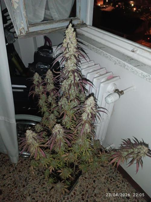 Creamzilla Auto. Week 12
