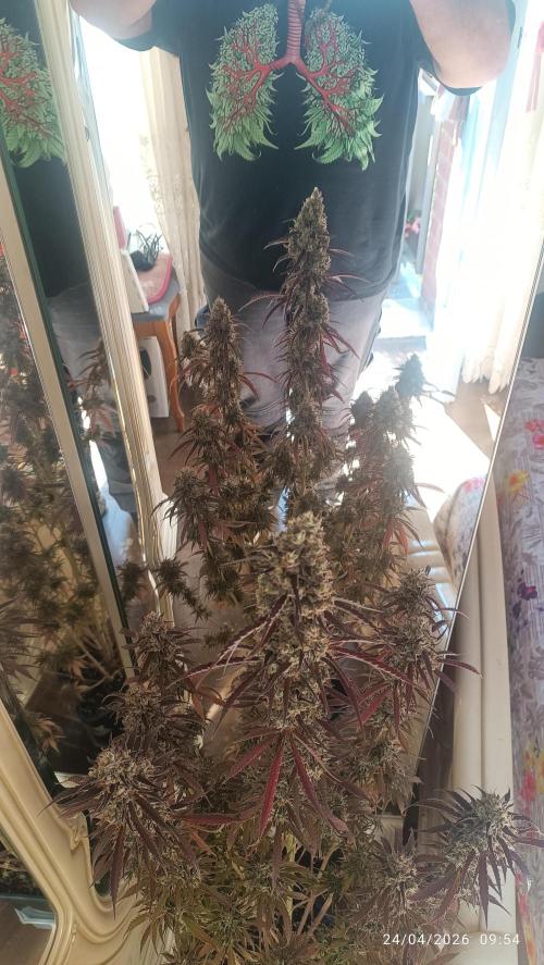Creamzilla Auto. Week 12