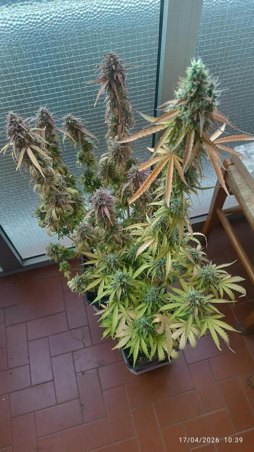 incredibile Hulk. Week 12