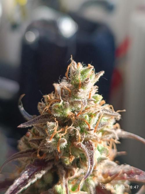 Creamzilla auto. Week 13