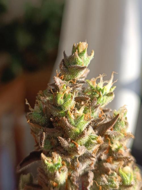 Creamzilla auto. Week 13