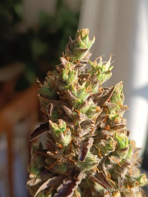 Creamzilla auto. Week 13