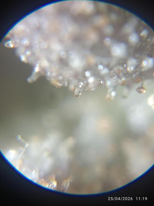 Creamzilla auto. Week 13