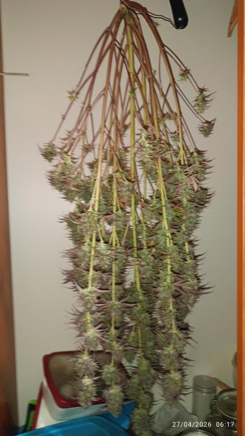 Creamzilla auto. Week 13