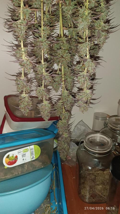 Creamzilla auto. Week 13