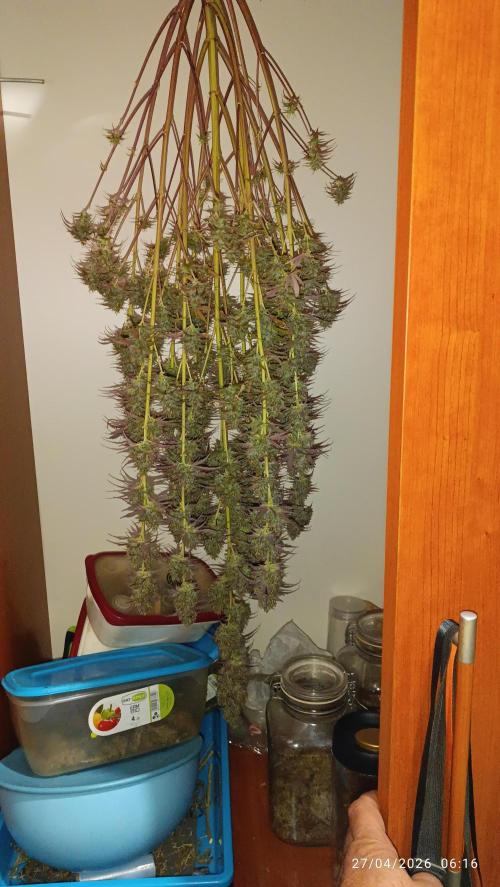 Creamzilla Auto. Week 13