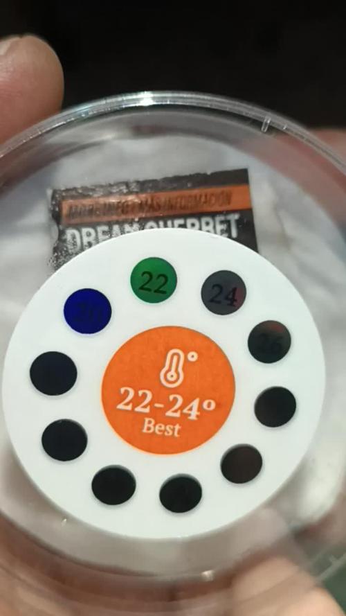 Amnesia Dream xl Auto KANNABIA