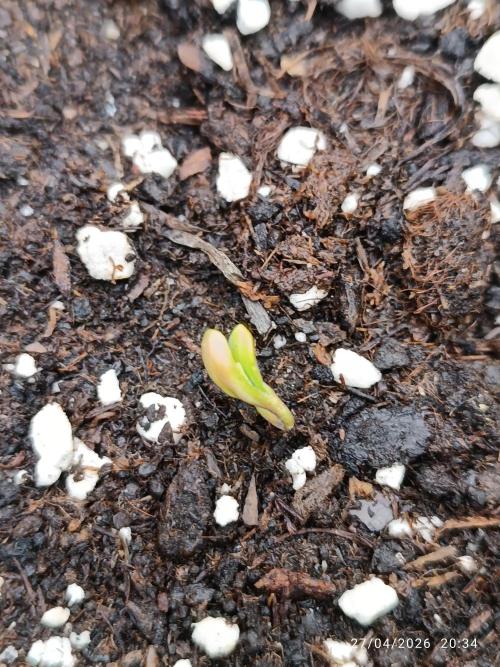 Amnesia Dream xl Auto KANNABIA. Week 0