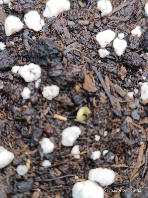 Amnesia Dream xl Auto KANNABIA. Week 0