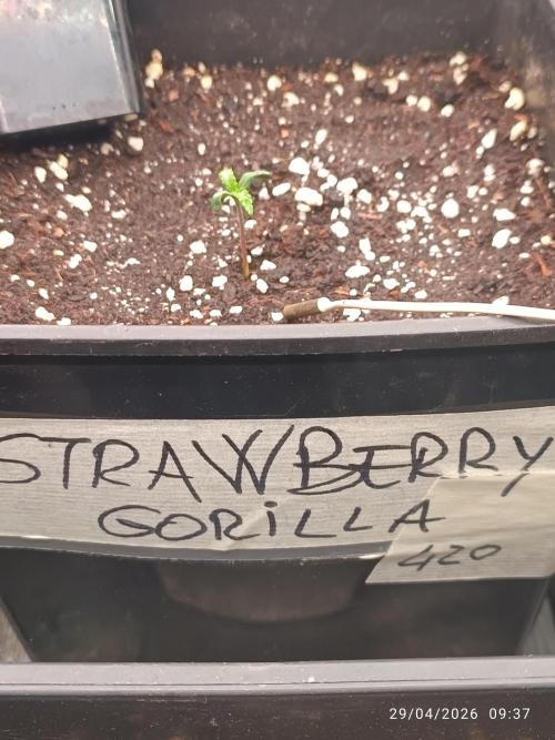 Strawberry 🍓 gorilla 🦍  auto RF 3. Week 1