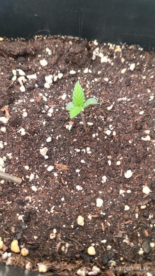 Amnesia Dream xl Auto KANNABIA. Week 1