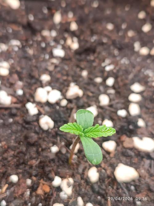 Amnesia Dream xl Auto KANNABIA. Week 1