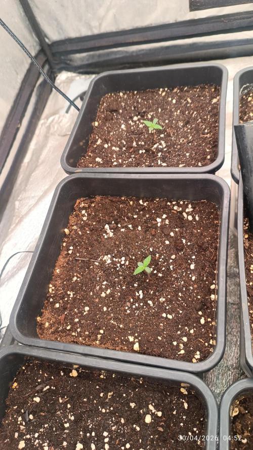 dream Sherbet KANNABIA. Week 1