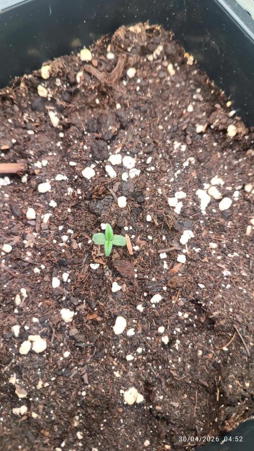 dream Sherbet KANNABIA. Week 1