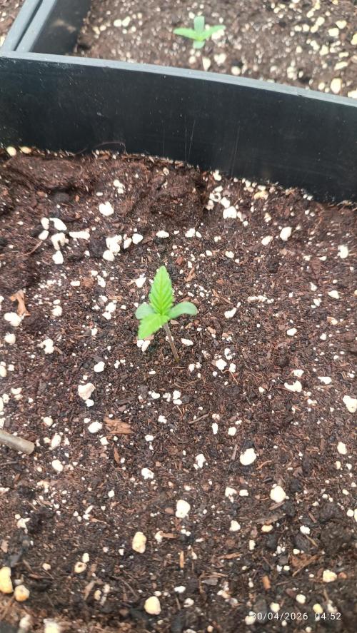 dream Sherbet KANNABIA. Week 1