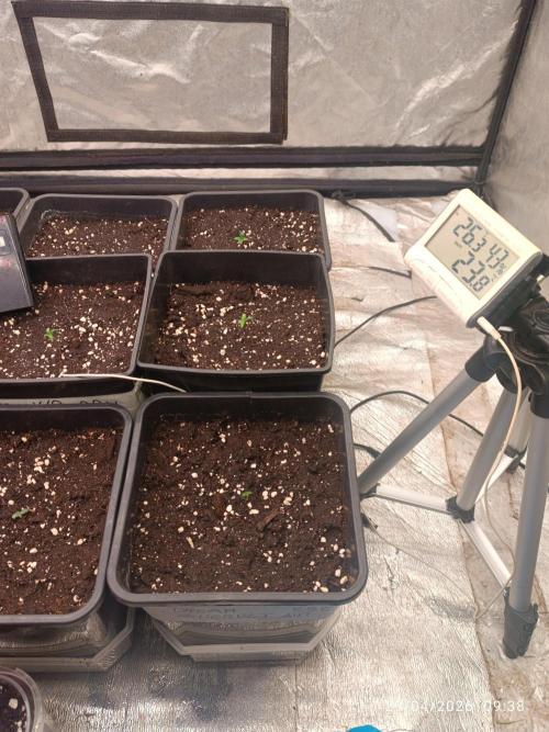 dream Sherbet KANNABIA. Week 1
