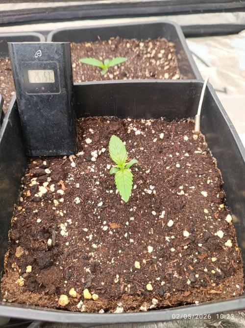 dream Sherbet KANNABIA. Week 1