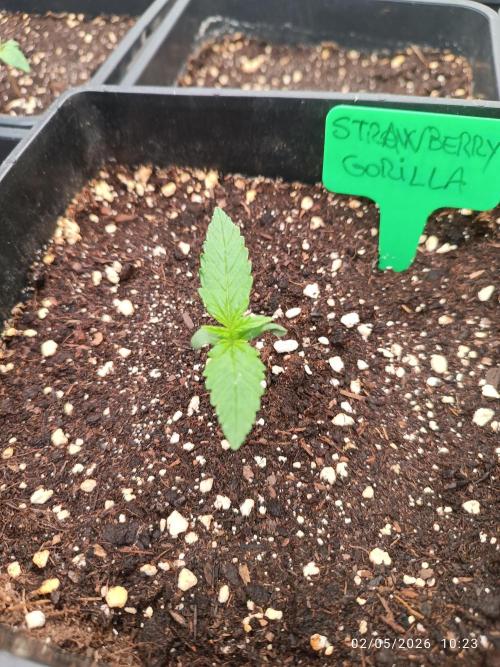 Strawberry 🍓 gorilla 🦍  auto RF 3. Week 1